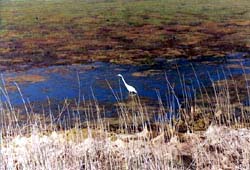 Chesapeake - Snowy Egret