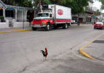 Key West - Chicken crossing the road