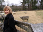 Williamsburg - Phyllis visiting the sheep